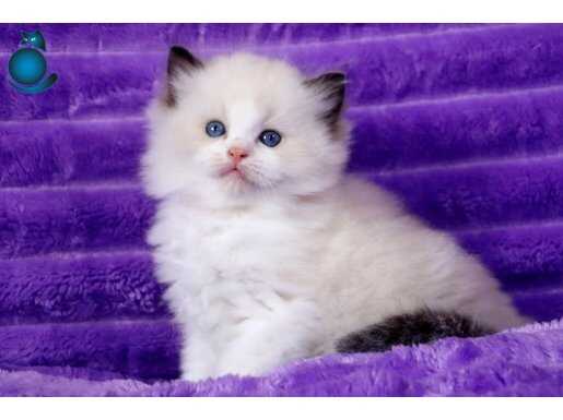 Bebek Suratlı Ragdoll güzeli 