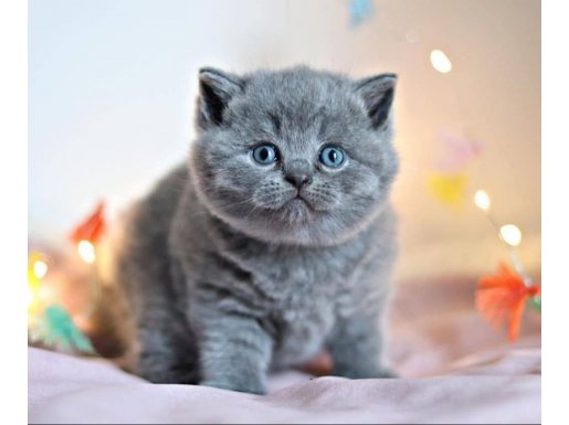 Gümüş Mucize Gri British Shorthair 