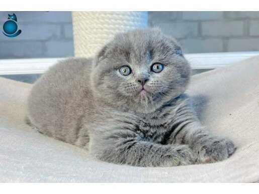 Mavi Boncuğum Gri Scottish Fold Shorthair 