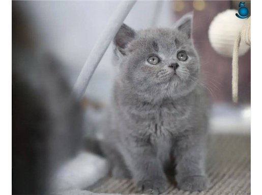 Özenle Yetiştirilmiş Gri British Shorthair 