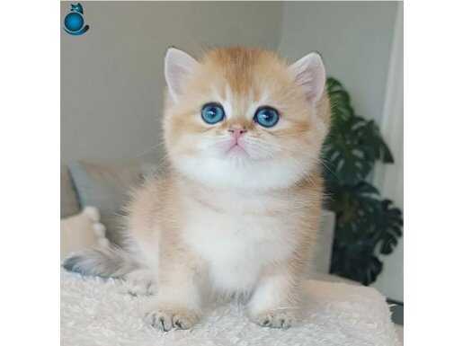 Çek Bebeksi Tenimi Çek Golden British Shorthair 
