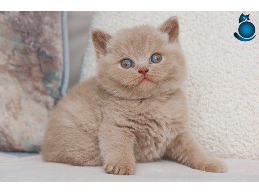 Mavişim Lilac British Shorthair 