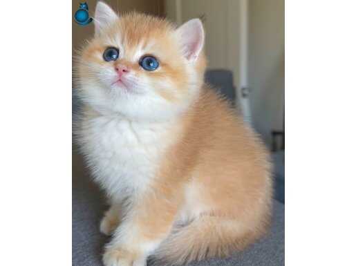 Vitrin Bebeği Golden British Shorthair 