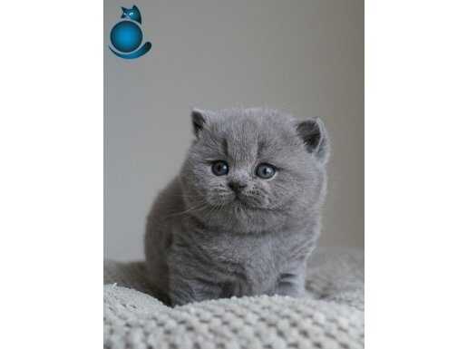 Gümüş Zarafet Gri British Shorthair 