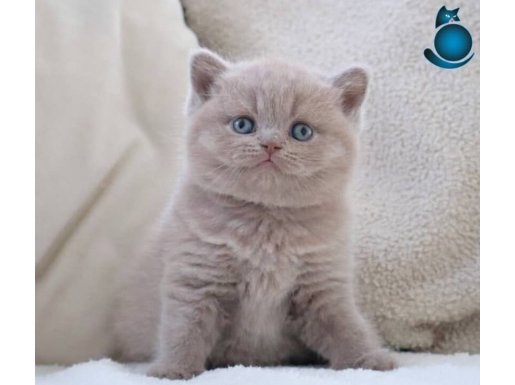 Manken gibi Lilac British Shorthair 
