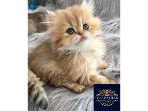 Altın Saçlı Golden British Longhair 