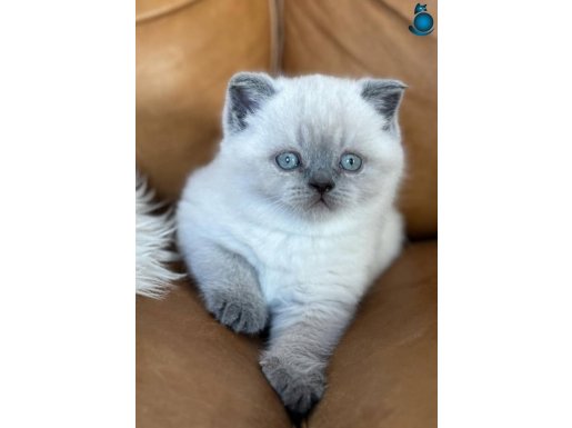 Yumoş gibi Blue Point British Shorthair 