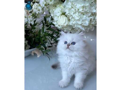 İpeksi Tüylü Silver British Longhair 