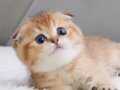 Altın Parlaklığında Golden Scottish Fold Shorthair 