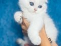 Nazarlık Bebek Silver Scottish Fold Shorthair 