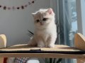 Asaletli AY Golden British Shorthair 