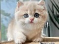 Asaletli AY Golden British Shorthair 