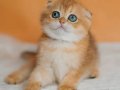 Altın Portakal Golden Scottish Fold