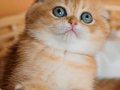 Altın Portakal Golden Scottish Fold