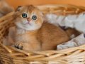 Altın Portakal Golden Scottish Fold