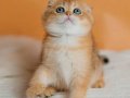 Altın Portakal Golden Scottish Fold