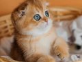 Altın Portakal Golden Scottish Fold
