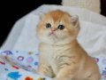 Sevimliliğin Zirvesi Golden British Shorthair 