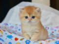 Sevimliliğin Zirvesi Golden British Shorthair 