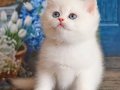 Kar Beyaz Silver British Shorthair 