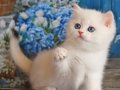 Kar Beyaz Silver British Shorthair 