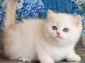 Kar Beyaz Silver British Shorthair 