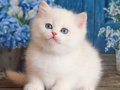 Kar Beyaz Silver British Shorthair 