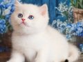 Kar Beyaz Silver British Shorthair 