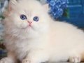 İpeksi Tüyleriyle Silver British Longhair 