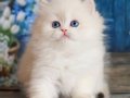 İpeksi Tüyleriyle Silver British Longhair 