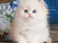 İpeksi Tüyleriyle Silver British Longhair 