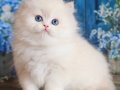 İpeksi Tüyleriyle Silver British Longhair 