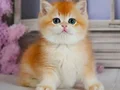 Güzellik Şampiyonu Golden British Shorthair 