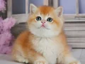 Güzellik Şampiyonu Golden British Shorthair 