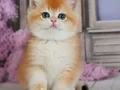 Güzellik Şampiyonu Golden British Shorthair 