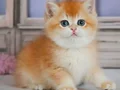 Güzellik Şampiyonu Golden British Shorthair 