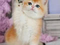 Güzellik Şampiyonu Golden British Shorthair 