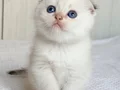 Topaç Surat Silver Scottish Fold 