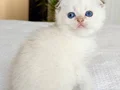 Topaç Surat Silver Scottish Fold 