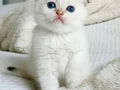 Topaç Surat Silver Scottish Fold 