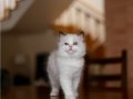 Asil Duruşlu Ragdoll 