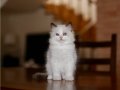 Asil Duruşlu Ragdoll 