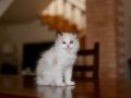 Asil Duruşlu Ragdoll 