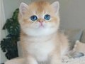 Bebeksi Golden British Shorthair 