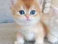 Bebeksi Golden British Shorthair 
