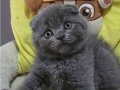 Ayıcık Surat Gri Scottish Fold 