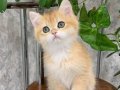 Altın Parlaklığında Golden British Shorthair 