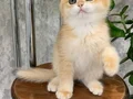 Altın Parlaklığında Golden British Shorthair 