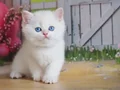 Kar Gibi Beyaz Silver British Shorthair 
