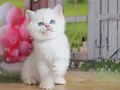 Kar Gibi Beyaz Silver British Shorthair 